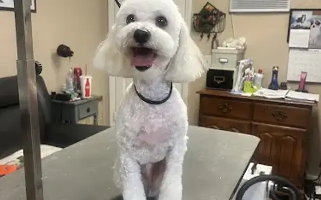 Dogs in Style Dog Grooming in Cathedral City, CA