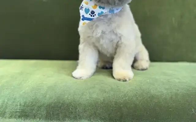 Bless Your Paws- Southern Pup Parlor in Shelbyville, TN