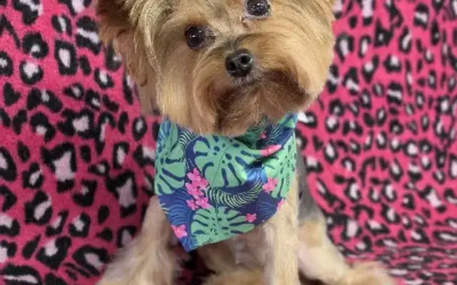 Bodacious Pet Grooming in Lynchburg, OH