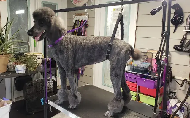 The Paw Spa, Elite Grooming Salon LLC in Tyrone, GA