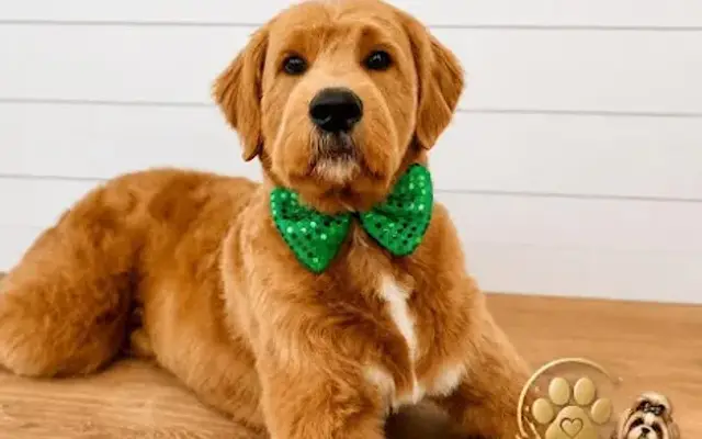 GOLDEN FOOTPRINTS DOG GROOMING in Houston, TX