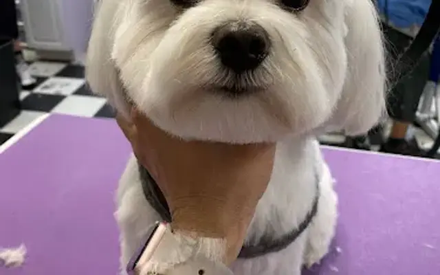 Golden Shears Grooming in Woodland Hills, CA