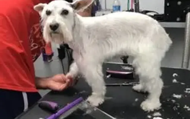 "Pampered Paws" - mobile pet grooming- San Diego ca 92120 in San Diego, CA