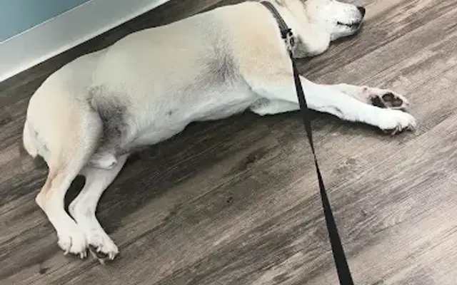 Audrain Veterinary Clinic in Mexico, MO