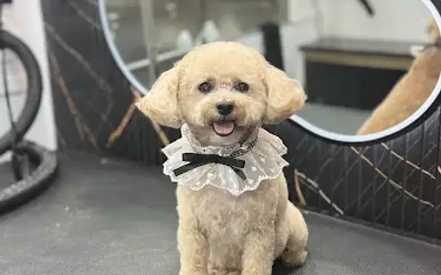 Velvet by M | Luxury Dog Grooming in Pembroke Pines, FL