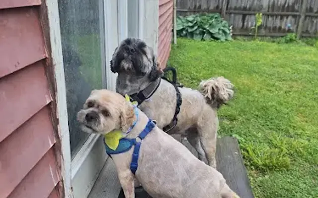 Happy Tails Training in Chillicothe, OH