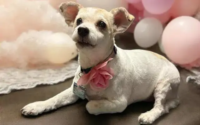 Pristine Paws in Carrollton, KY
