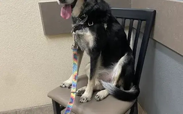 Lovet Pet Health Care - Bell Ridge in Phoenix, AZ