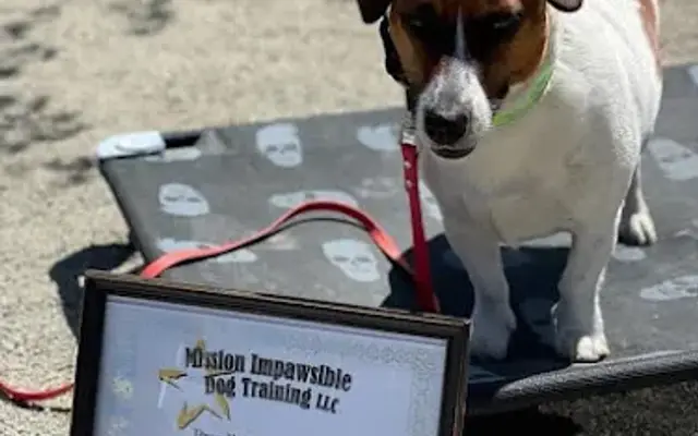 Mission Impawsible Dog Training in Fremont, NH