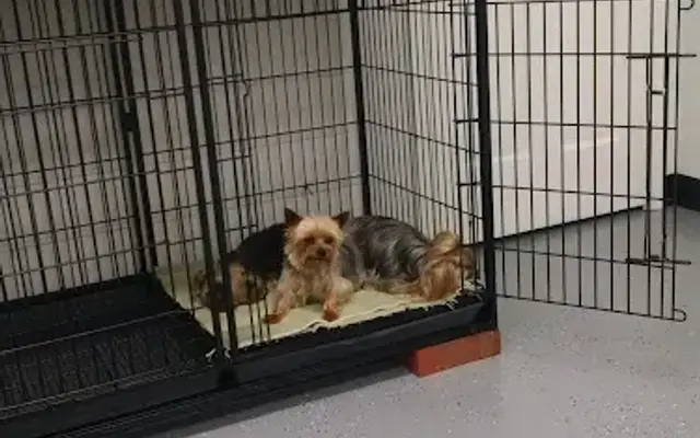 Killinger Animal House-Groom in Mill Hall, PA
