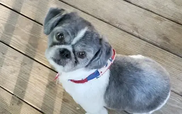Rosie’s Pet Resort in Ward, AR