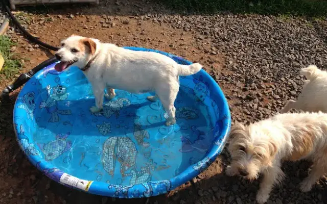 Woodside Dog Camp in Orange, VA