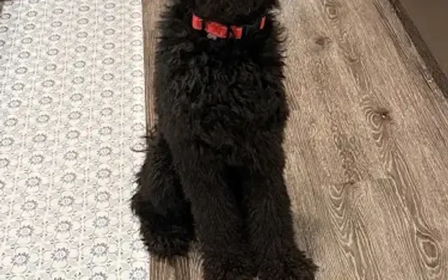 Amy's Grooming Salon(Holly Springs) in Canton, GA