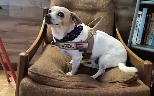 LexiFur Dog Grooming in Lake Placid, FL