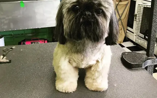 GreenPaw Grooming LLC in La Jolla, CA