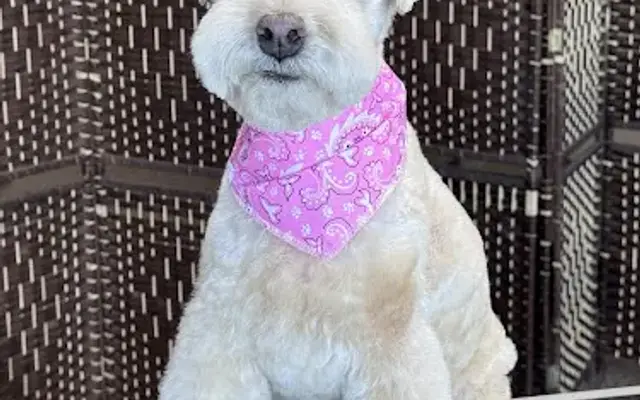 K9 Atelier Mobile Pet Spa in Palm Beach Gardens, FL
