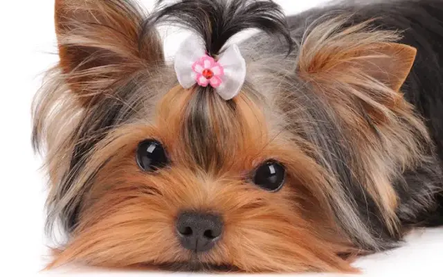 Royal Mobile Pet Grooming Davie in Sunrise, FL
