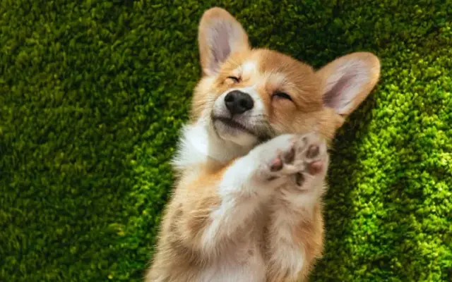Puppourri Pet Spa in McDonough, GA