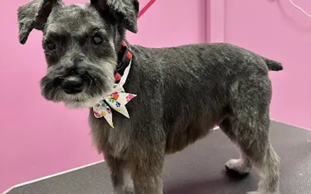 Grooming by Tori in Port Orange, FL