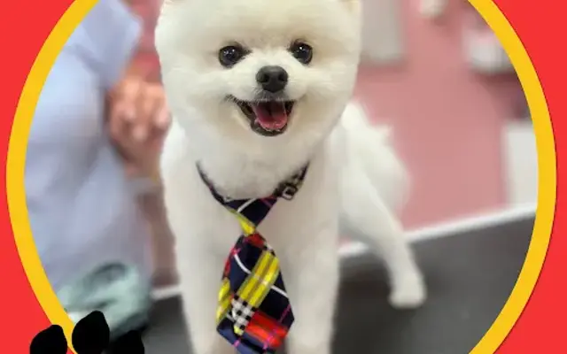 Furry Tails Pet Grooming 2 in Kissimmee, FL