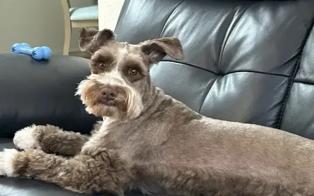 Gina Canina Pet Grooming in Miami, FL