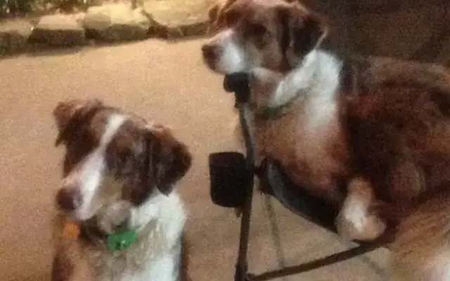 R&R Pet Services in Conroe, TX