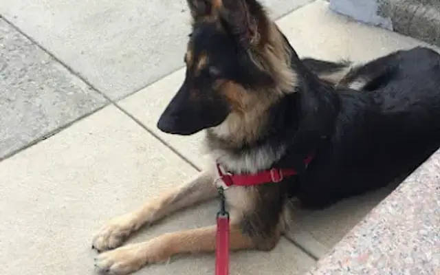RoRo's Pet Styling in Brooklyn, NY