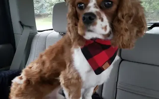 Puppy clips by Heidi in West Bend, WI