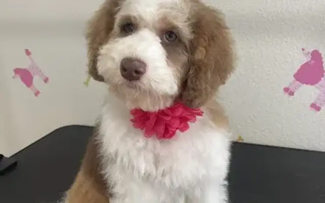 The Velvet Paw Dog Grooming Studio in Riverview, FL