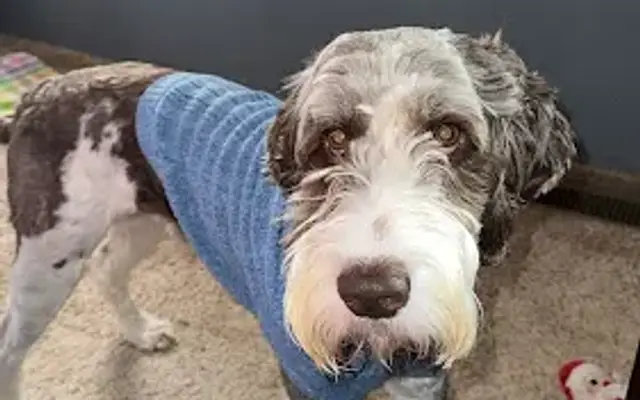 BFF Dog Grooming and Boarding in Somerset, KY