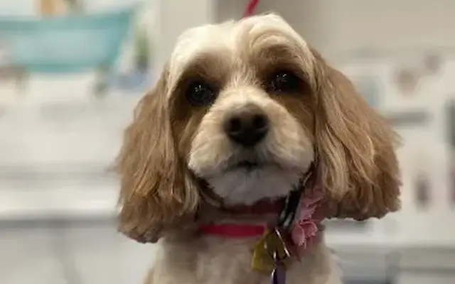 Crystal Clean Pet Grooming in Mahomet, IL