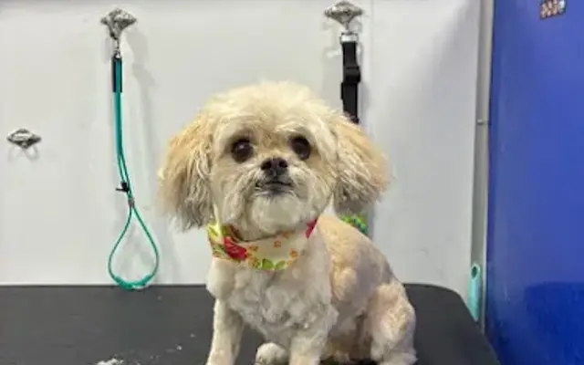 Zoomin Groomin in Dayton, OH