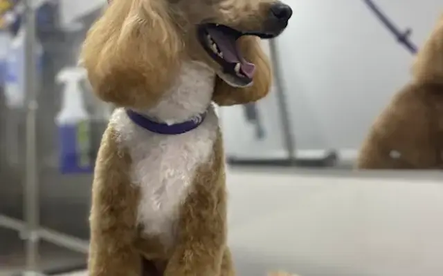 Groombar Mobile Pet Grooming | El Dorado Hills in El Dorado Hills, CA