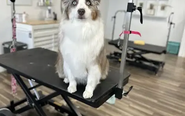 The Boujee Bark LLC in Bath, ME