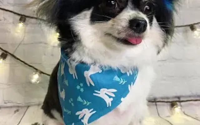 Gypsy Pet Resort in Marianna, FL
