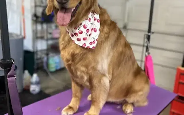 Kays Pet Grooming in Finksburg, MD