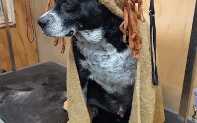 Gods fur babies in Columbus, TX