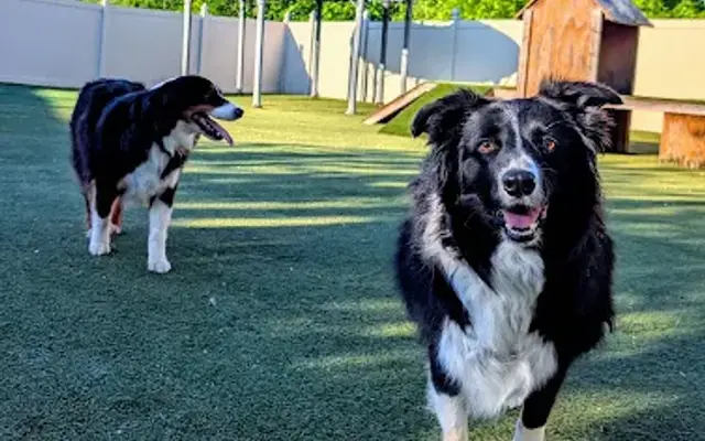 Kingdom Canine in Pacific, MO