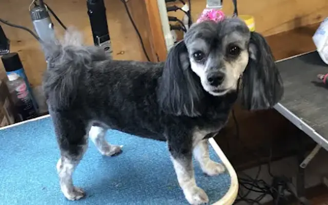 Trinity Grooming in Antlers, OK