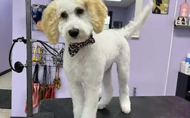 J & S Pet Grooming in Modesto, CA