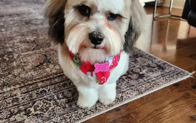 Just For Dogs Grooming in Basehor, KS