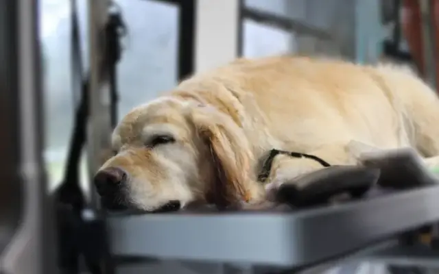 Fluff it! Pet Spa in Bellingham, MA