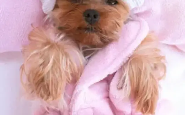 Kimberly's Boujie Pet Salon in Nashville, IN