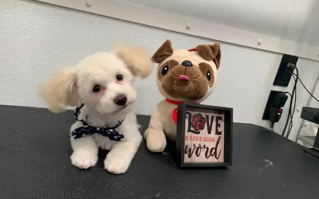 KK Pet Care in Weston, FL