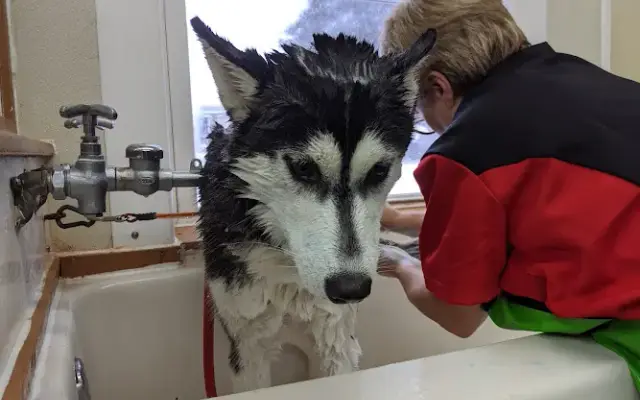 Canine Care in Alpena, MI