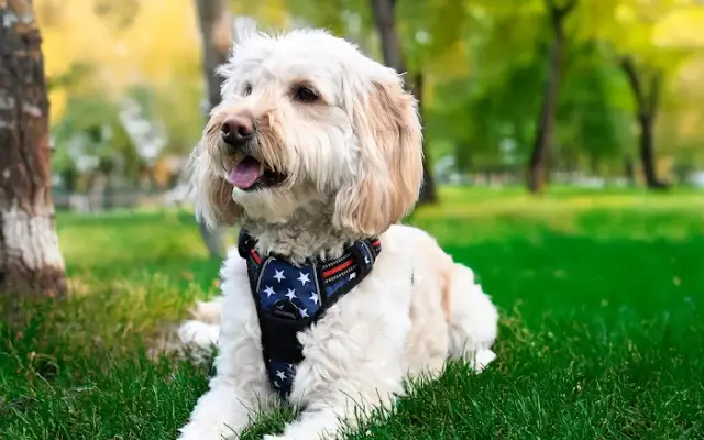 Elite Paws Pet Services and Grooming in Centerville, OH