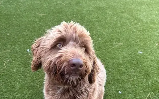 Digg Pet Resort in Prosper, TX