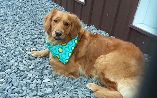Northern Breeds Pet Resort in Hyndman, PA