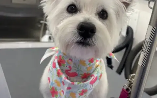 Howling Hounds Dog Grooming in Palmetto, FL