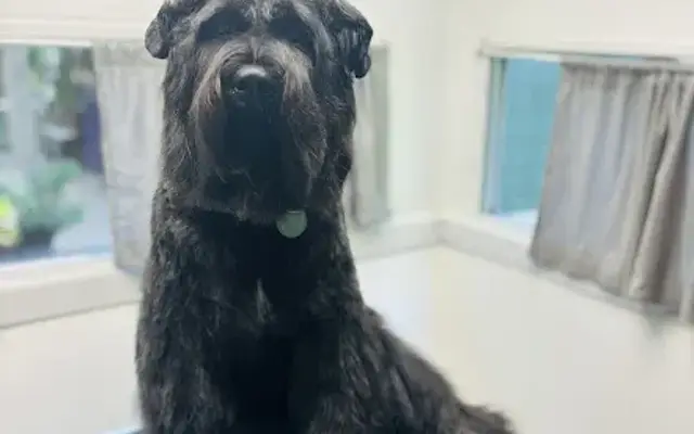 Go-Go-Groom in Seven Valleys, PA